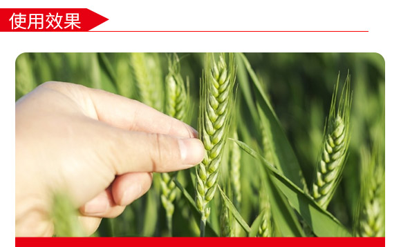 偃科048-小麥種-商都種業(yè) 偃科048-小麥種-商都種業(yè)
