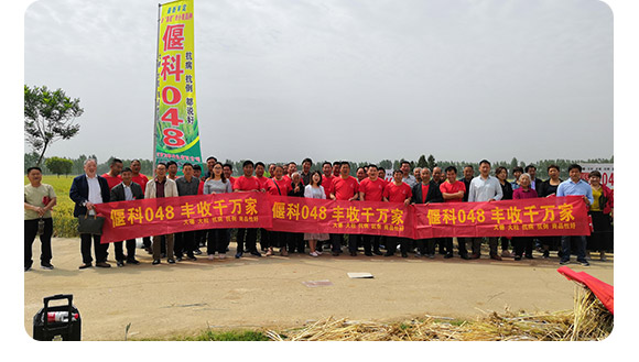 偃科048-小麥種-商都種業(yè) 偃科048-小麥種-商都種業(yè)