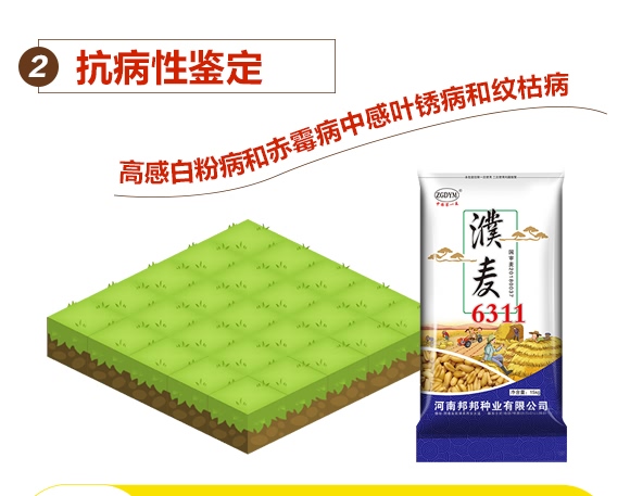 濮麥6311-小麥種子-邦邦種業(yè) 濮麥6311-小麥種子-邦邦種業(yè)