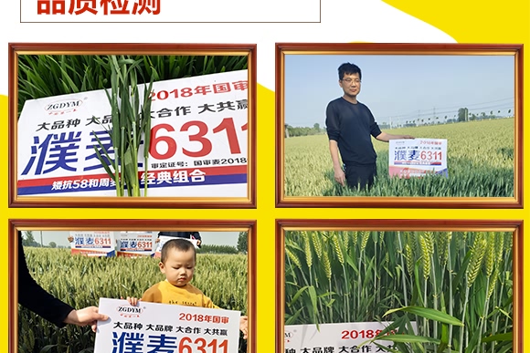 濮麥6311-小麥種子-邦邦種業(yè) 濮麥6311-小麥種子-邦邦種業(yè)