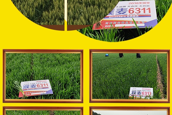 濮麥6311-小麥種子-邦邦種業(yè) 濮麥6311-小麥種子-邦邦種業(yè)