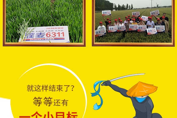 濮麥6311-小麥種子-邦邦種業(yè) 濮麥6311-小麥種子-邦邦種業(yè)