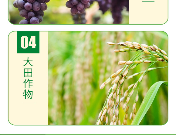 大量元素水溶肥20-20-20+TE(平衡型)-德邦葉菲 大量元素水溶肥20-20-20+TE(平衡型)-德邦葉菲