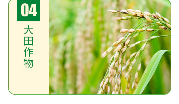 大量元素水溶肥13-7-+TE-德邦葉菲 大量元素水溶肥13-7-+TE-德邦葉菲