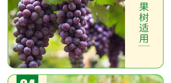 復(fù)合糖醇鈣-葉菲中補(bǔ)-德邦葉菲 復(fù)合糖醇鈣-葉菲中補(bǔ)-德邦葉菲