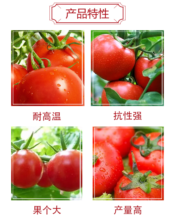 楂樻俯鐜嬪瓙F1-浜綰㈠枩_03.jpg 楂樻俯鐜嬪瓙F1-浜綰㈠枩_03.jpg