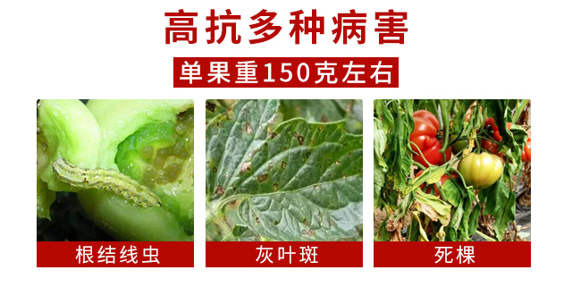 浜挦鍏彿-瑗跨孩鏌跨瀛?浜挦綰㈠枩_04.jpg 浜挦鍏彿-瑗跨孩鏌跨瀛?浜挦綰㈠枩_04.jpg