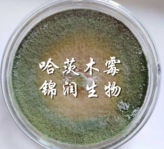 哈茨木霉菌-錦潤(rùn)生物