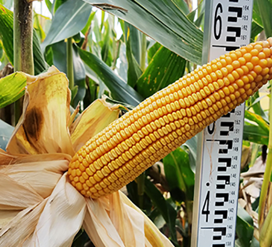 德單1002-玉米種子-德農(nóng)種業(yè)