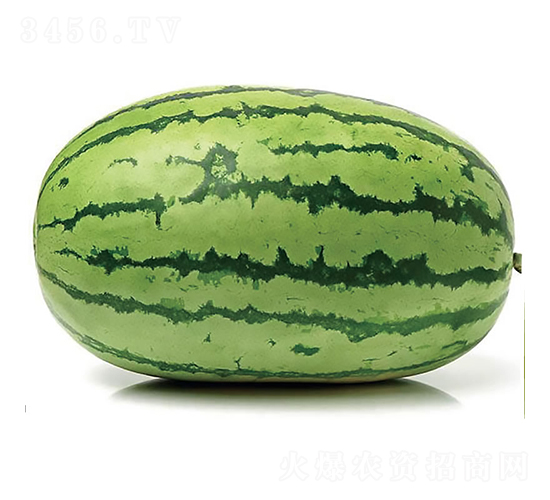 慶龍1號-西瓜種子-慶發(fā)禾盛