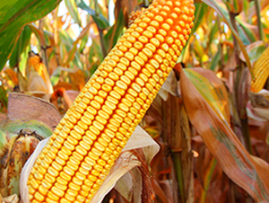 德單1104-玉米種子-德農(nóng)種業(yè)