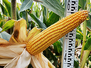 德單1002-玉米種子-德農(nóng)種業(yè)