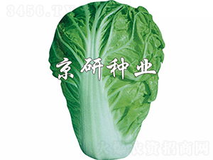 京夏1號(hào)-白菜種子-京研種業(yè)
