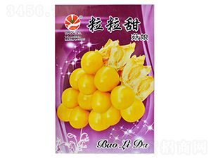 粒粒甜菇娘-菇娘種子