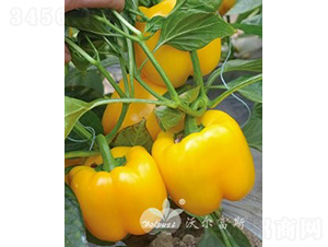 SF1紺ӼԽ߮a(chn)Sɫ𽷣-𽷷N-֠˹