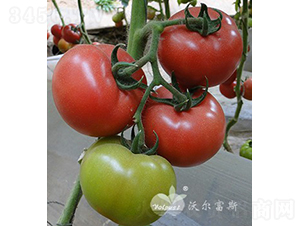 W˼ȶ̖(ho)F1a(chn)ߡA\(yn)-ѷN-֠˹