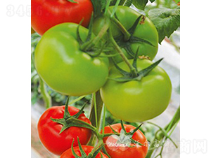 tpϲF1tɫѣ-ѷN-֠˹