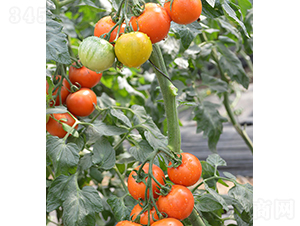 ݮ-ѷN-r(nng)r(nng)I(y)