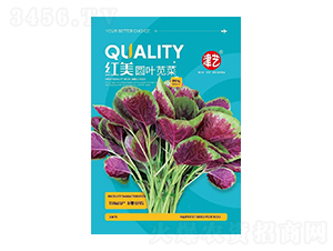 莧菜種子-紅美圓葉莧菜-邯豐農(nóng)業(yè)