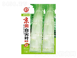 萵筍種子-京田白尖葉-邯豐農(nóng)業(yè)