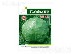 甘藍(lán)種子-冬麗甘藍(lán)-邯豐農(nóng)業(yè)