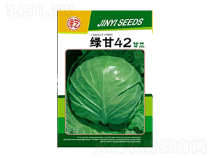 甘藍(lán)種子-綠甘42-邯豐農(nóng)業(yè)