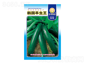 西葫蘆種子-韓國(guó)早生王-太樂(lè)種業(yè)