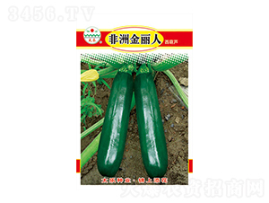 西葫蘆種子-非洲金麗人-太樂(lè)種業(yè)