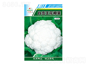 ׻Ҭ˷N-ѩҬ100-̫NI(y)