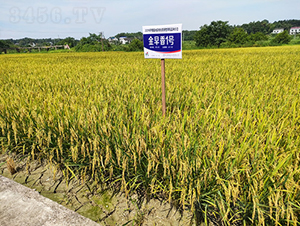 1̖(ho)-ˮN-𽡷NI(y)