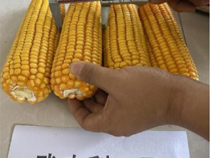 r(nng)1̖(ho)-׷N-SNI(y)